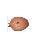 Vintage Royal Enfield Deluxe Petrol Tank
